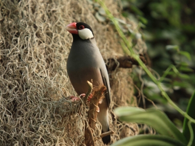 Padda de  Java oiseau au Naturospace d'Honfleur en Normandie