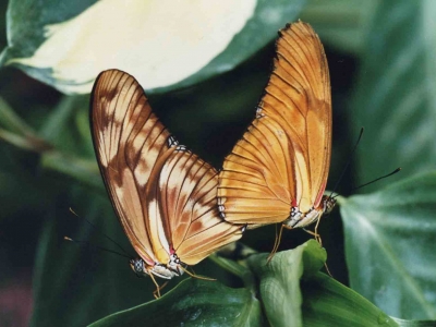 papillon-dryas-julia-guyane-accouplement-naturospace-honfleur.jpg