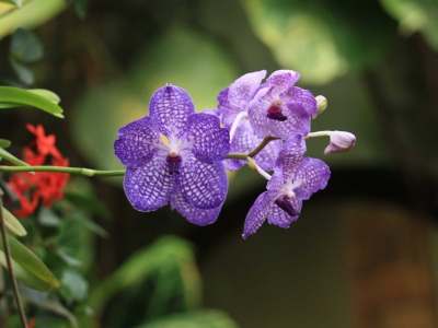 orchidee-vanda-au-naturospace-honfleur-normandie.jpg