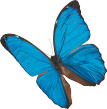 Les papillons sont en liberté dans le Naturospace