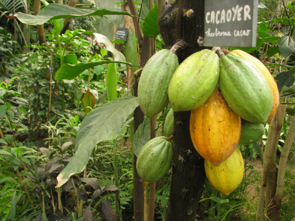 cabosses, cacaoyer au Naturospace Honfleur