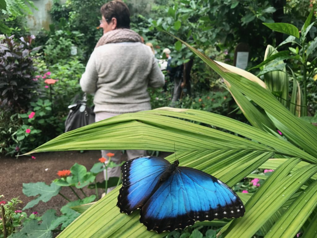 papillon morpho au Naturospace Honfleur