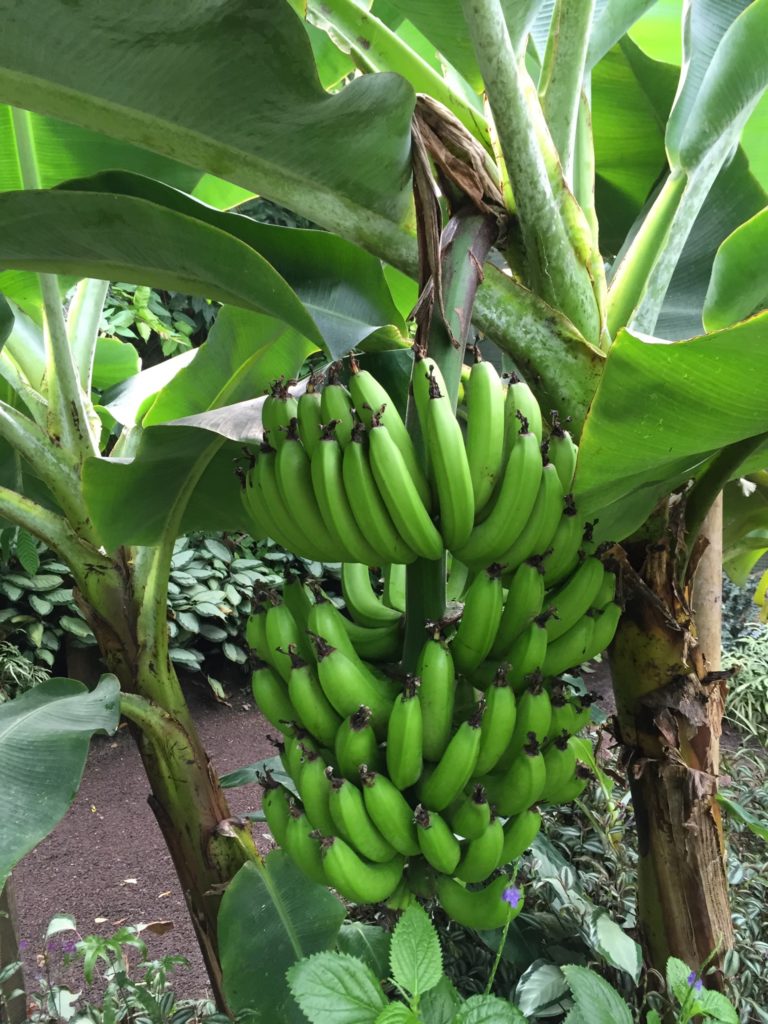 régime de banane au Naturospace Honfleur