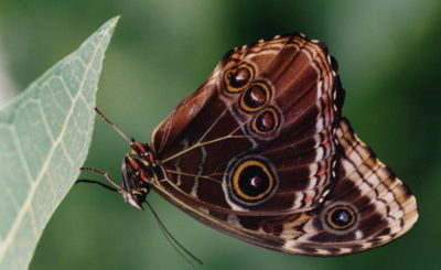 Mopho pelleides (Costa Rica) 2 - copie