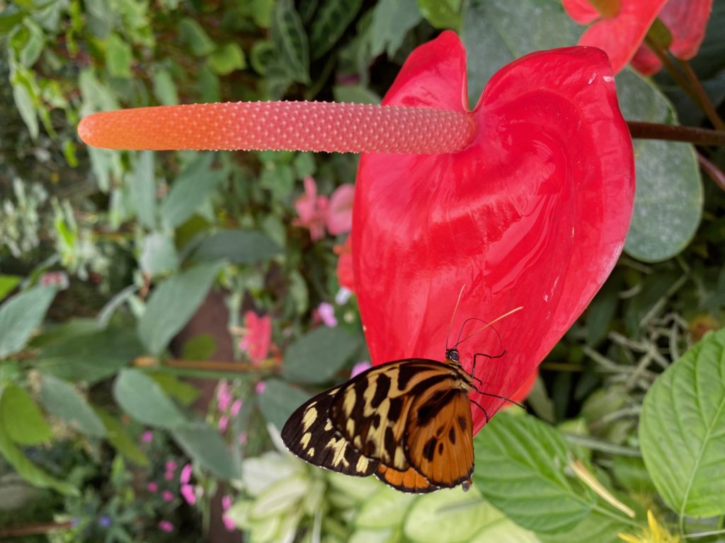 Butterfly anthurium