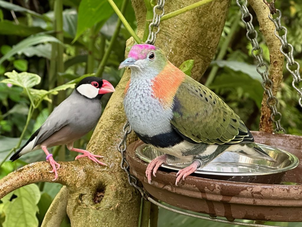 A superb fruit dove and Java finch