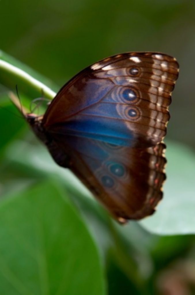 papillom morpho